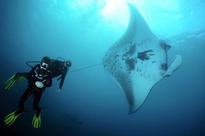Scuba Diving Nusa Penida Manta Point 3 dives for certified divers - Manta rays are the main reason to go