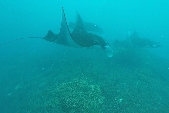 Scuba Diving Nusa Penida Manta Point 3 dives for certified divers - Crystal Bay offers a different kind of excitement