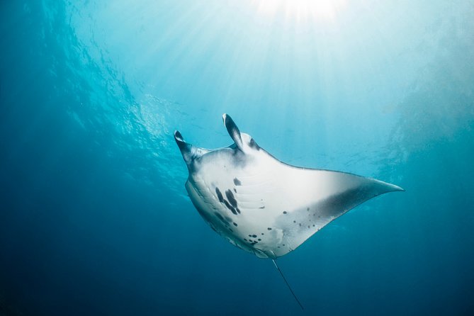 Scuba Diving Nusa Penida Manta Point 3 dives for certified divers - Nusa Lembongan brings current and coral