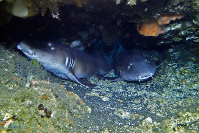 Scuba Diving Nusa Penida Manta Point 3 dives for certified divers - What the $233 price really covers