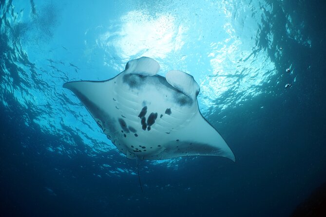 Scuba Diving Nusa Penida Manta Point 3 dives for certified divers - Who will get the most from this day