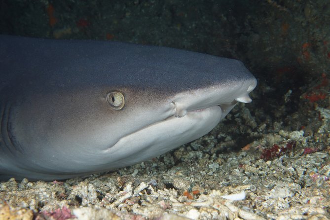 Scuba Diving Padangbai Shark Point 2 dives for certified divers - Why Padangbai works for a two-site day