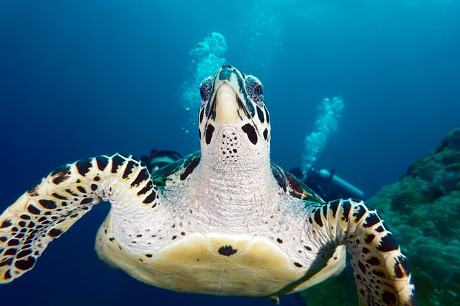 Scuba Diving Padangbai Shark Point 2 dives for certified divers - Blue Lagoon and Padangbai’s smaller creatures