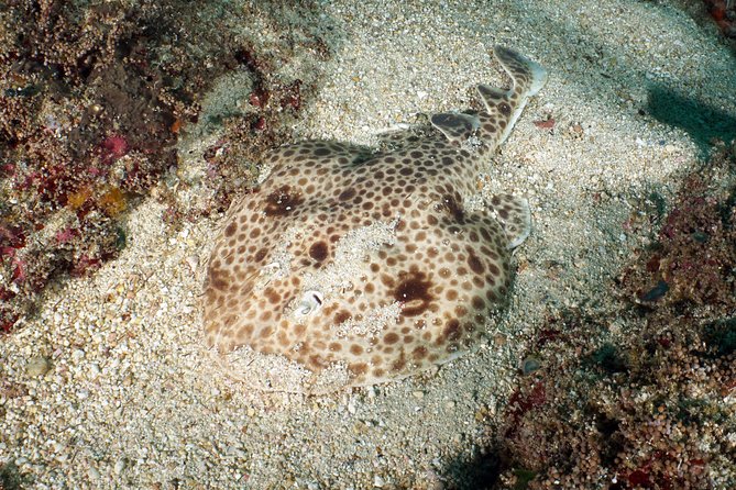 Scuba Diving Padangbai Shark Point 2 dives for certified divers - What the small guide ratio means underwater