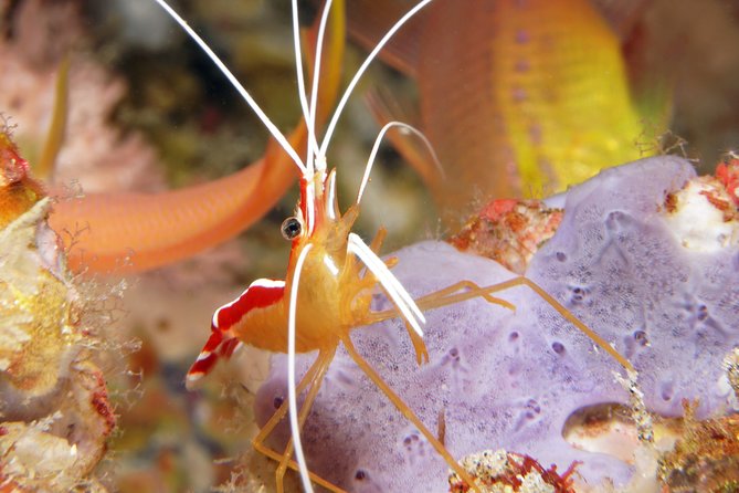 Scuba Diving Padangbai Shark Point 2 dives for certified divers - Is $158 a good value?