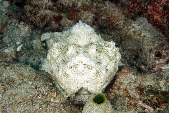 Scuba Diving Padangbai Shark Point 2 dives for certified divers - What the day feels like for different kinds of divers