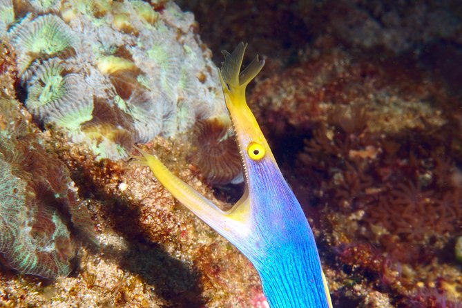 Scuba Diving Padangbai Shark Point 2 dives for certified divers - Shark Point for reef sharks and turtles
