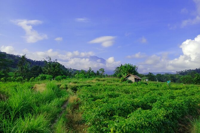 Sidemen Trekking with Cultural Encounters and Nature Views - Cepug Rice View and the quieter middle stretch