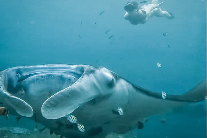 Snorkeling 3 Spots with GoPro & West Coast Tour Nusa Penida - Manta Bay puts the wildlife first
