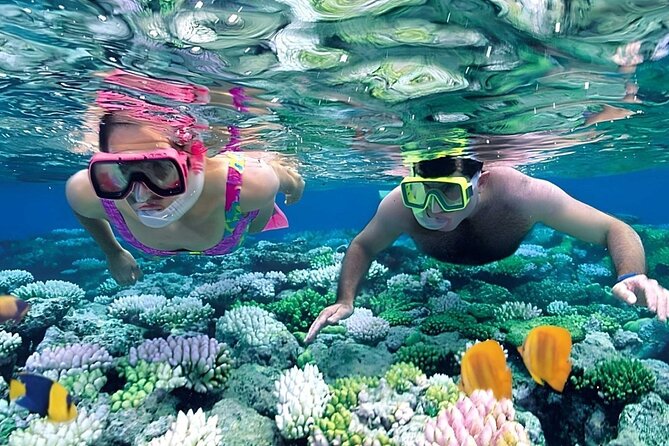 Snorkeling 4 Spot With Manta Bay Or Optional Land Trip - Gamat Bay brings coral and fish