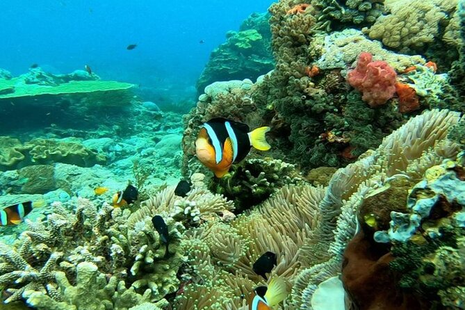 Snorkeling 4 Spot With Manta Bay Or Optional Land Trip - Equipment, towels, and the small-group setup