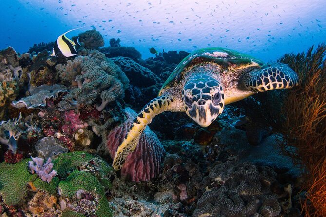 Snorkeling 4 Spot With Manta Bay Or Optional Land Trip - Wall Point adds another angle