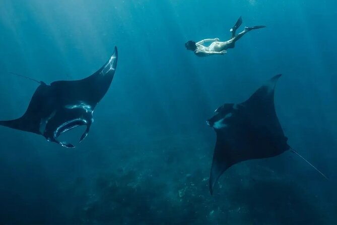 Snorkeling 4 Spots, Manta Rays, Tembeling Pool & Kelingking Beach - A full Nusa Penida day for $54.98