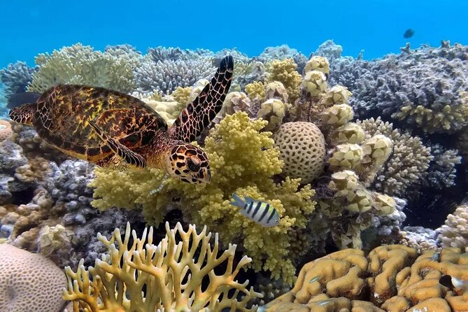 Snorkeling 4 Spots, Manta Rays, Tembeling Pool & Kelingking Beach - Lunch at El Moon Penida