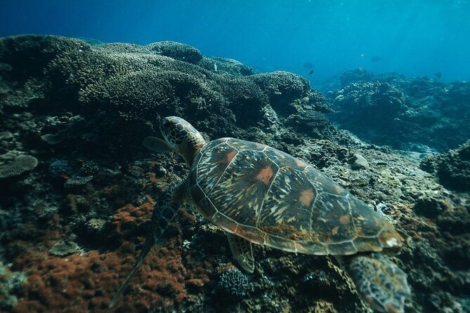 Snorkeling 4 Spots, Manta Rays, Tembeling Pool & Kelingking Beach - Shared fun, private booking, and group expectations