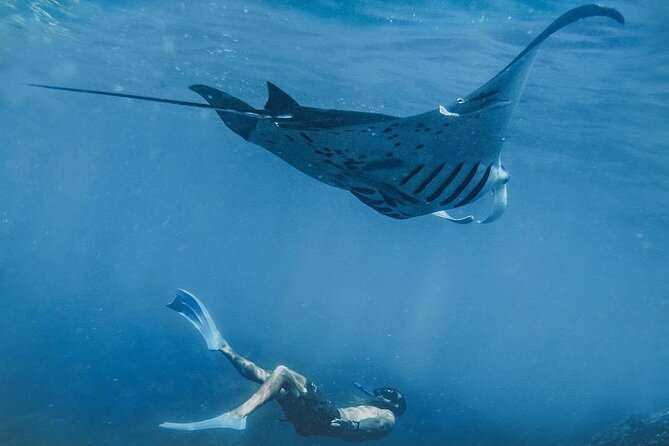 Snorkeling adventure to the manta ray habitat in Nusa Penida - Key points before you book