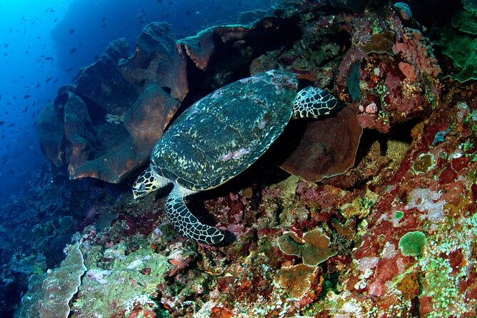 Snorkeling Adventure with East Nusa Penida Tour All Inclusive - Toya Pakeh and the switch to island time