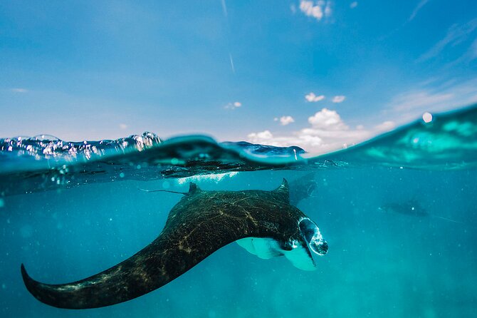 Snorkeling and Freediving Trip around Nusa Penida - Manta Rays Set the Tone