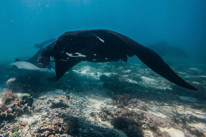 Snorkeling and Freediving Trip around Nusa Penida - Stop One: Manta Point and the Wild Card