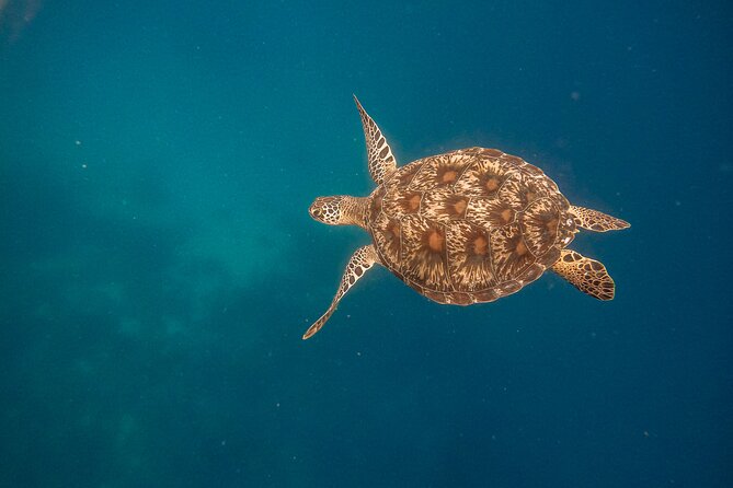 Snorkeling and Freediving Trip around Nusa Penida - Stop Three: SD Point and the Shallow Reef