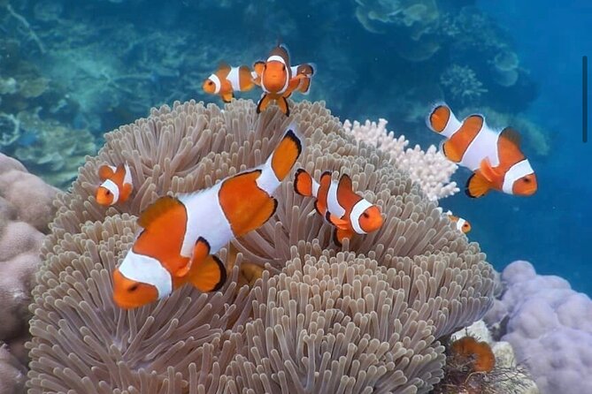 Snorkeling At Blue lagoon And Hidden waterfall - Balinese lunch and the coffee plantation