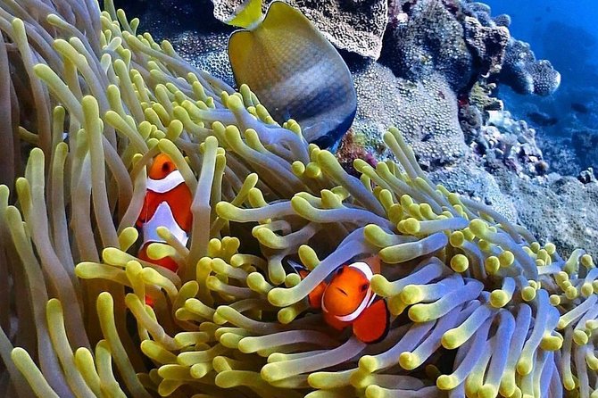 Snorkeling At Blue lagoon And Hidden waterfall - The driver can shape the day