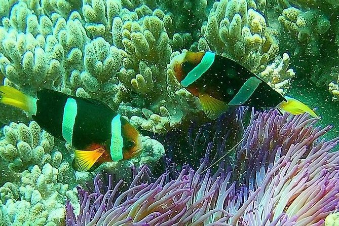 Snorkeling at Blue Lagoon Bali with Lunch and Transport - Booking and cancellation details