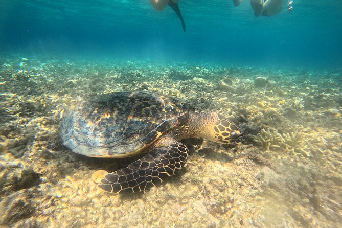 Snorkeling at Menjangan Island Bali Hidden Underwater Gem - Starting at 9:00 AM with hotel pickup