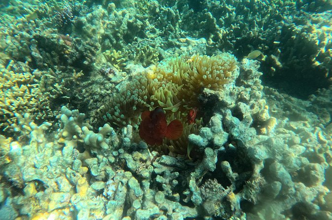 Snorkeling at Menjangan Island Bali Hidden Underwater Gem - What the guide adds to the experience