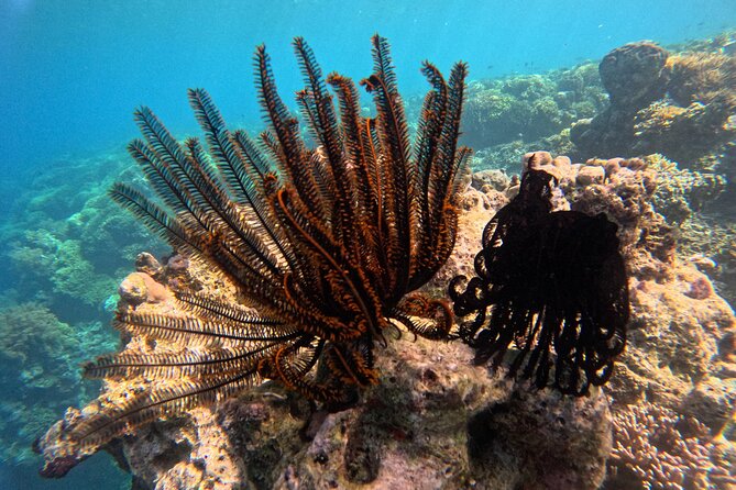 Snorkeling at Menjangan Island Bali Hidden Underwater Gem - Menjangan Island and West Bali National Park