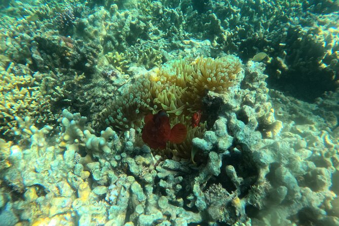 Snorkeling at Menjangan Island Bali Hidden Underwater Gem - The short boat ride from Banyuwedang Beach