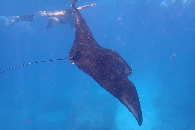Snorkeling Day Trip To Lembongan and Penida - The real appeal: manta rays and three different sea stops