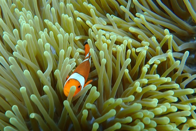 Snorkeling Day Trip To Lembongan and Penida - Lunch, showers, and the change of pace