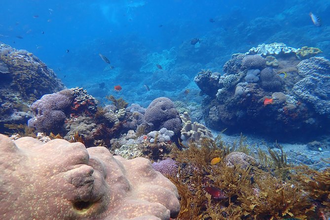 Snorkeling Day Trip To Lembongan and Penida - Is $35.27 good value?