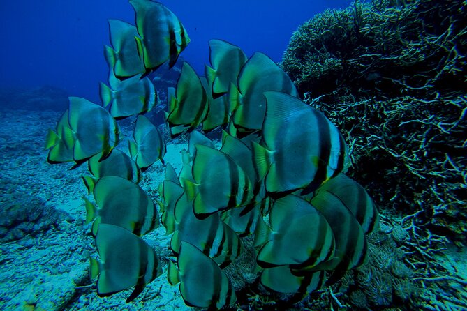 Snorkeling Day Trip to Nusa Lembongan and Nusa Penida - Lunch, photos, and the second half of the day