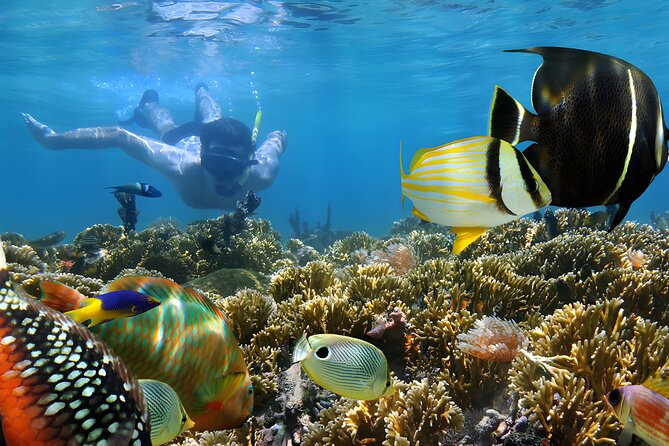 Snorkeling in Blue Lagoon Padang Bai Bali : Snorkel in the clear blue waters - Key points to know before booking