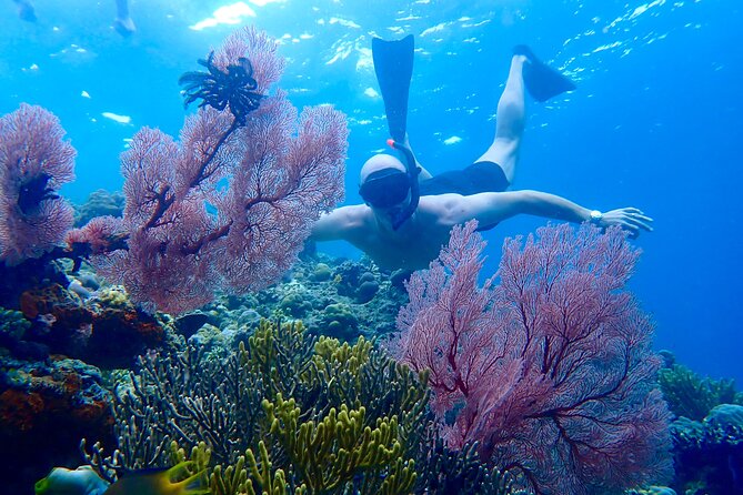 Snorkeling in Menjangan Island with Pickup and Lunch - Key points to know before booking