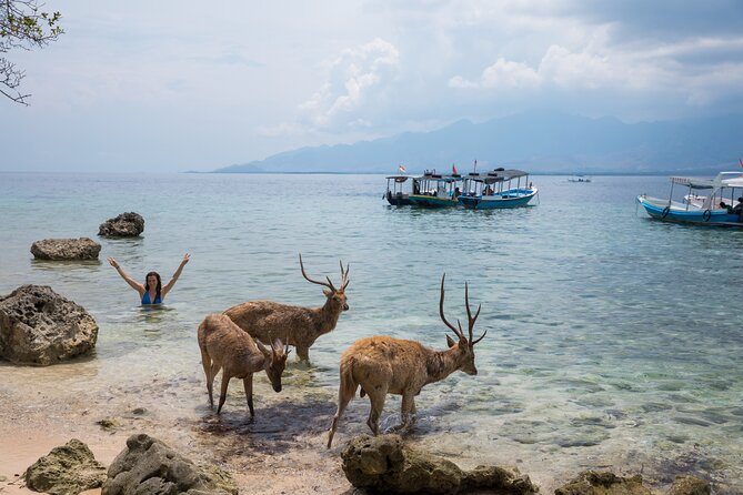 Snorkeling in Menjangan Island with Pickup and Lunch - Beach lunch and a chance to look for wild deer