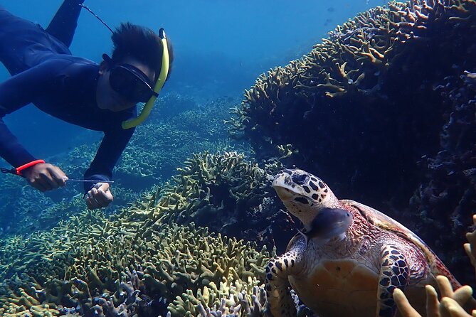 Snorkeling in Menjangan Island with Pickup and Lunch - Second snorkeling stop: a fresh look at Menjangan’s marine life