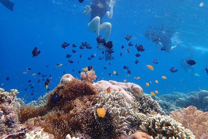 Snorkeling in Menjangan Island with Pickup and Lunch - Returning to Banyuwedang and finishing the half-day