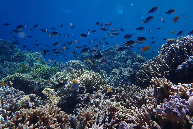 Snorkeling in Menjangan Island with Pickup and Lunch - What the $39.73 price includes