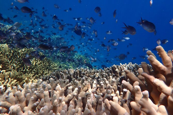 Snorkeling in Menjangan Island with Pickup and Lunch - Who should book this Menjangan Island trip