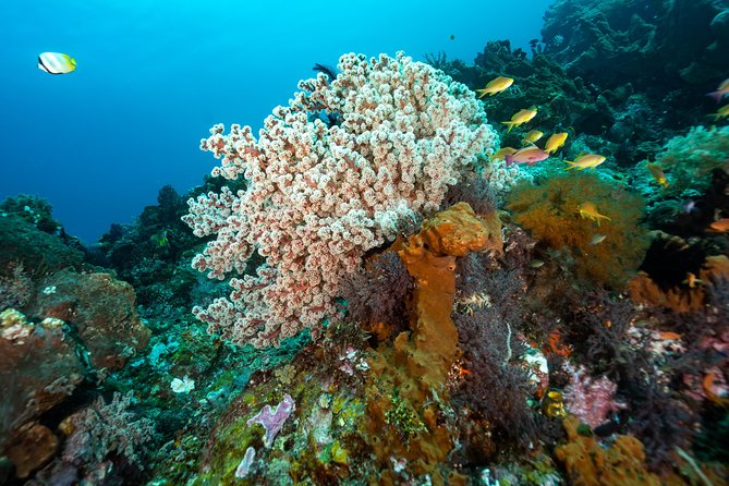 Snorkeling in Menjangan Marine Park - Discover abundant marine life of Pemuteran - What the $42.18 price really covers