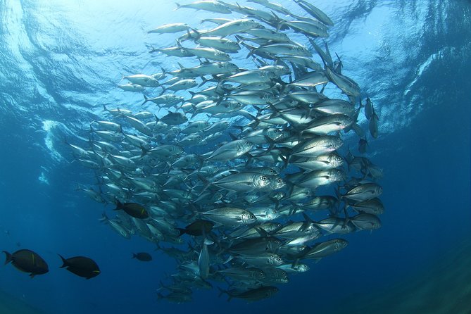 Snorkeling in Menjangan Marine Park - Discover abundant marine life of Pemuteran - Who should choose this Menjangan outing