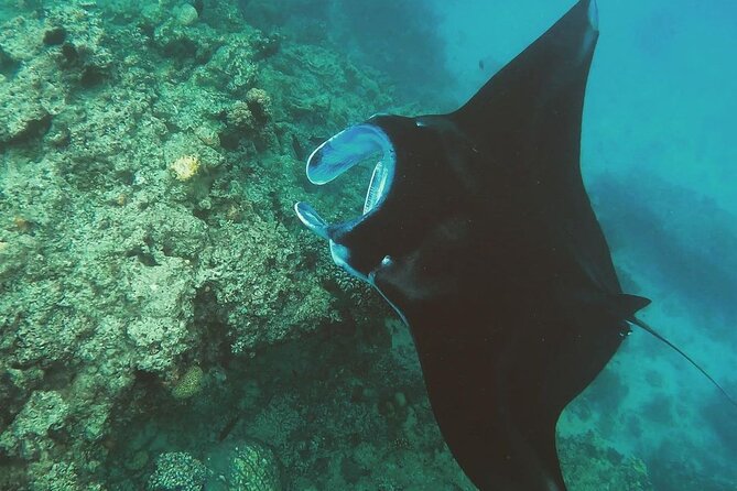Snorkeling In Nusa Penida Departing From Bali Island - The early start from Seminyak