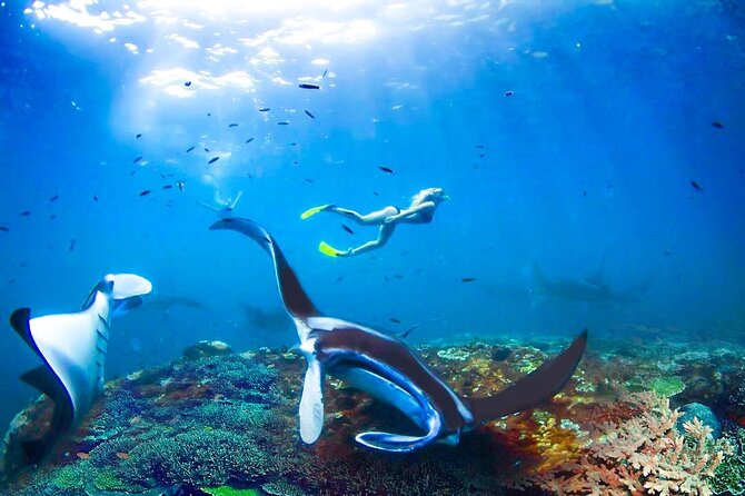 Snorkeling Manta Ray Safari in Nusa Penida - What the low price really includes