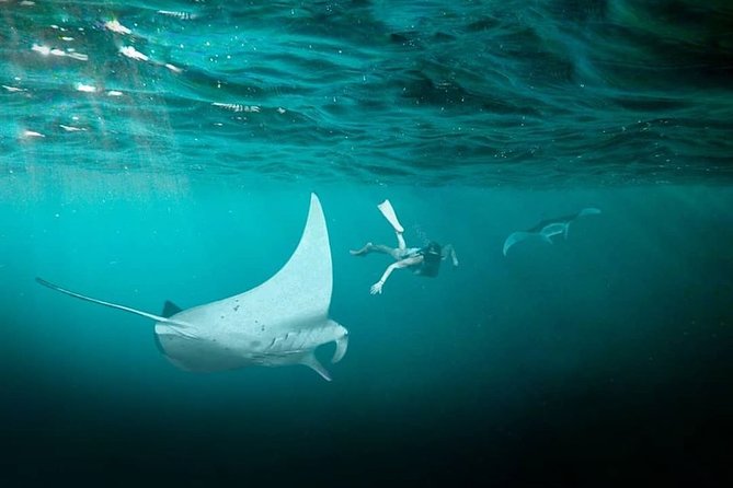 Snorkeling Manta Ray Safari in Nusa Penida - Expect a fast, open-water format