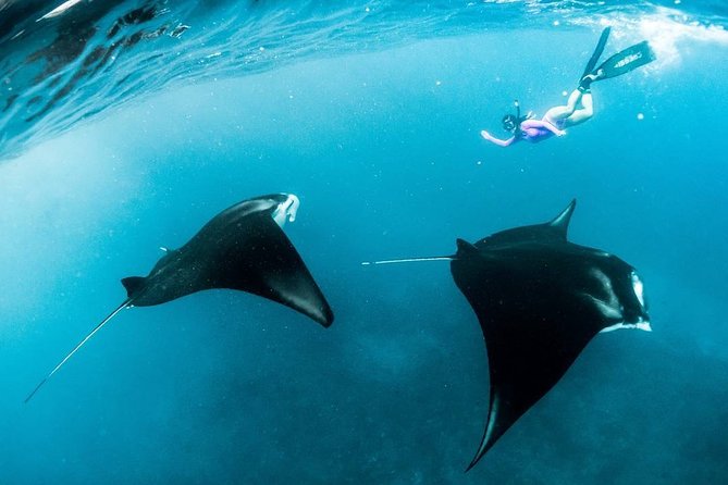 Snorkeling Manta Ray Safari in Nusa Penida - Is this suitable for you?