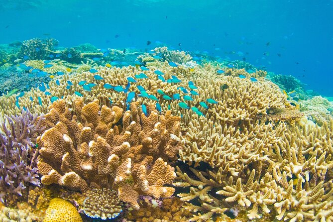 Snorkeling Manta Rays, Land Tour Tembeling Pool & Kelingking - Kelingking Beach, the famous cliff view