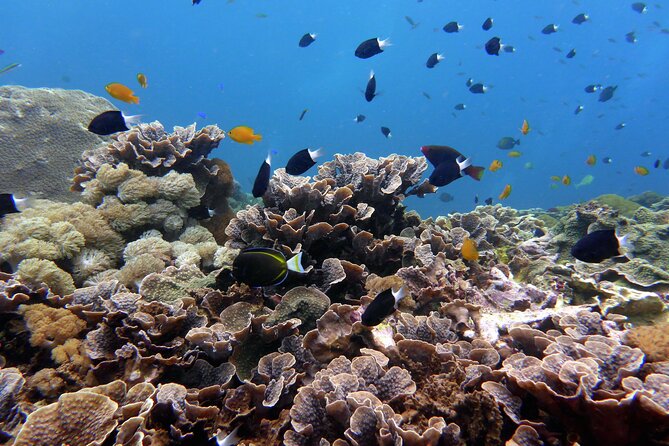 Snorkeling Nusa Penida and Island Tour Package - The 6:30 am start and the ride to Sanur